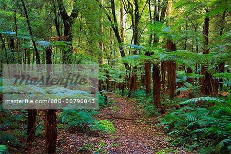 Chemin à travers la forêt tropicale, Whirinaki Forest Park, Nouvelle-Zélande