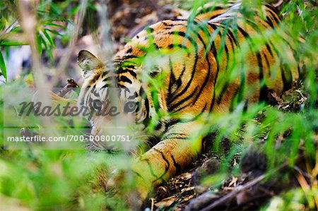 Tiger Stalking