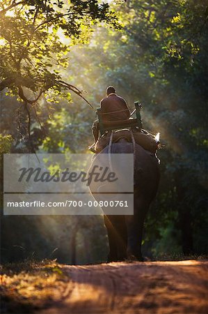 Man Riding Elephant, Bandhavgarh National Park, Madhya Pradesh, India