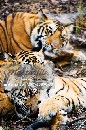 Sleeping Tigers