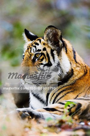 Portrait de tigre