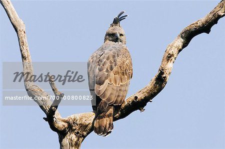 Aigle huppé de Hawk