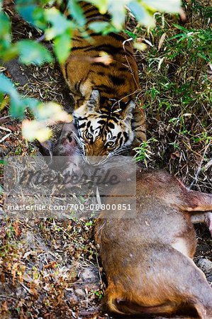 Tiger mit Sambarhirsche töten, Bandhavgarh Nationalpark, Madhya Pradesh, Indien