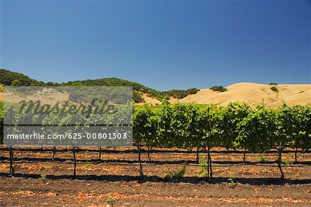 Vineyard on a landscape