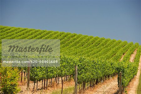 Vineyard in a rolling landscape