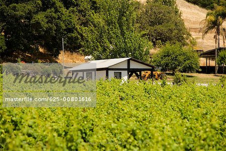 Cottage in a vineyard