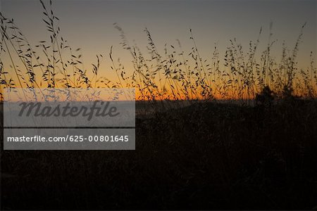 Silhouette of tall grasses at dusk