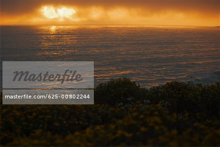 Plants at the coastline of sea