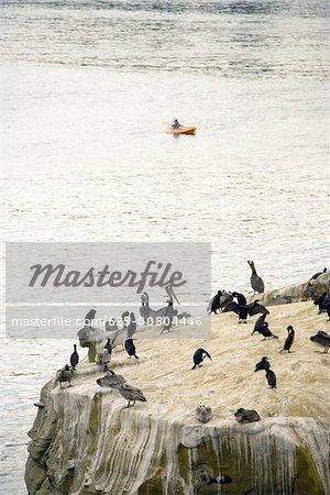 Erhöhte Ansicht von Pelikanen auf die Riffe von La Jolla, Kalifornien San Diego Bay