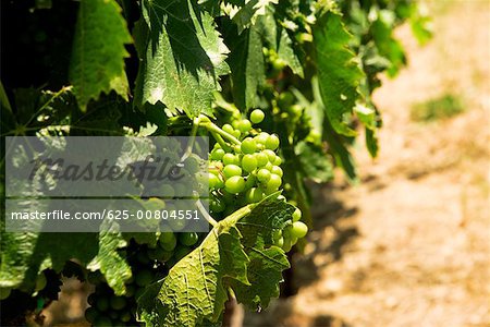 Close-up of grapes on the vine, Napa Valley, California, USA
