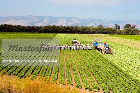 Erhöhte Ansicht von Menschen arbeiten auf dem Bauernhof, Los Angeles, Kalifornien, USA