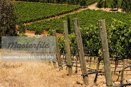 Vue panoramique d'un vignoble de Napa Valley, Californie, USA