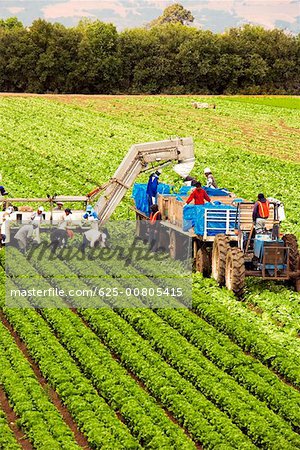 Vue d'angle élevé des personnes travaillant sur une ferme, Los Angeles, Californie, USA