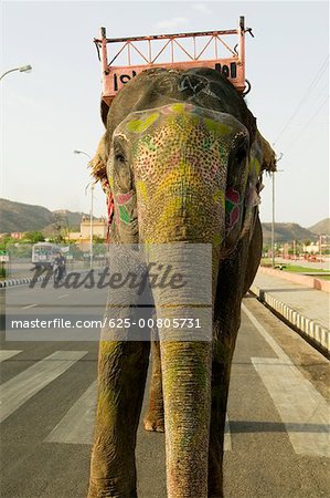 Close-up of an elephant standing on the road, Jaipur, Rajasthan, India