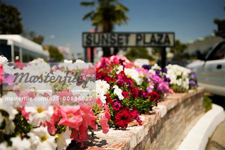 Sunset Plaza Zeichen errichtet in einem Blumenbeet, Los Angeles, Kalifornien, USA