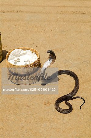 High angle view of a cobra, Pushkar, Rajasthan, India