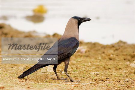 Profil de côté d'un corbeau, Gadi Sagar, Jaisalmer, Rajasthan, Inde