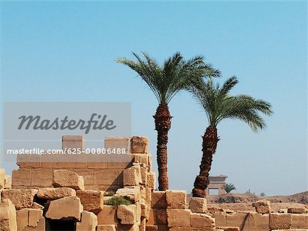 Two palm trees near a stone wall, Temples Of Karnak, Luxor, Egypt