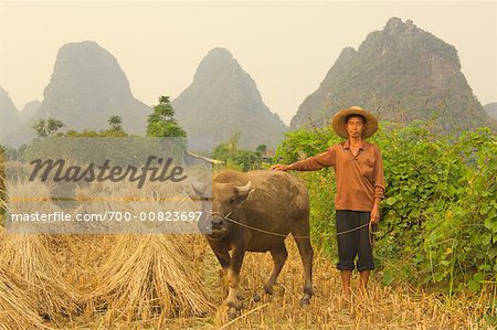 Rice Farmer, Yulong River Valley, Yangshuo, Guangxi Province, China