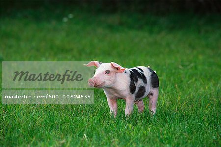 Cochon en herbe