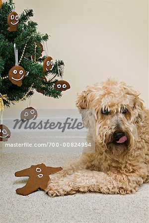 Wheaten Terrier Eating Gingerbread Man from Christmas Tree