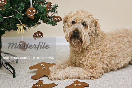 Wheaten Terrier Eating Gingerbread Man from Christmas Tree