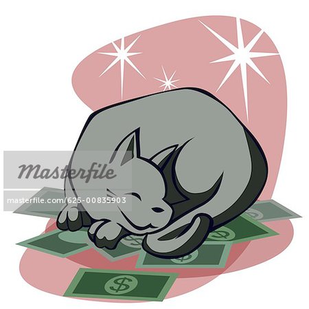 Nahaufnahme einer Katze schlafend auf Dollarnoten