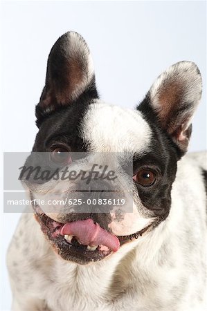 Porträt von einem Boston-Terrier