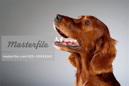 Side profile of a Irish Setter looking up