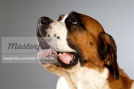 Side profile of a St. Bernard dog looking up