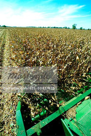Closeup von kombinieren schneiden Mais auf Henry Farm im Clinton County, OH