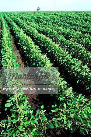 Champs de haricots de soja, Argentine