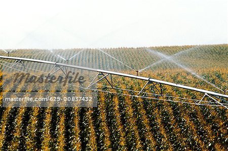 Système d'irrigation pour le champ de maïs