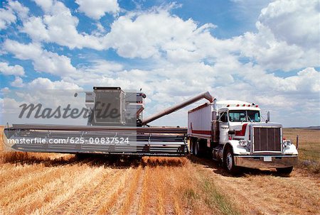 Custom harvest combine harvest wheat, combine loads wheat into the truck near Cheyenne, WY