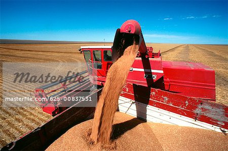 Gros plan d'une moissonneuse-batteuse rouge chargement de blé dans le camion, clair ciel bleu en arrière-plan, Burlington Colorado