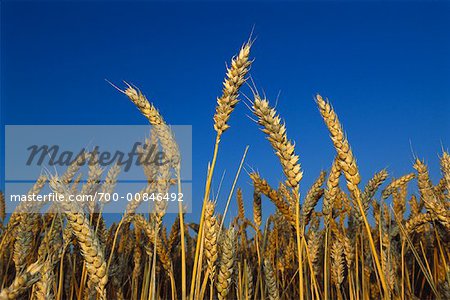 Close-Up of Wheat