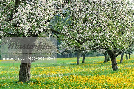 Apple Tree