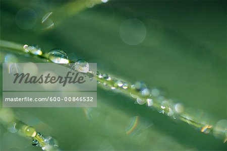 Dew on Grass