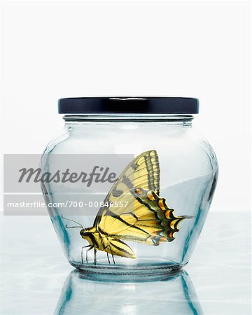 Tiger Swallowtail Butterfly Inside Jar