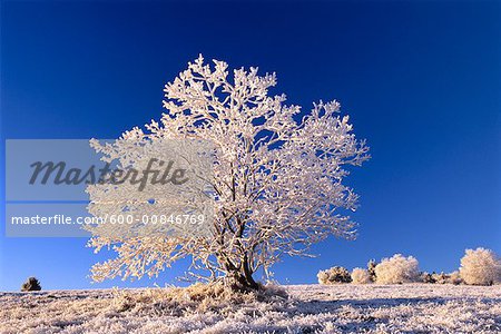 Tree in Winter, Rhoen, Bavaria, Germany