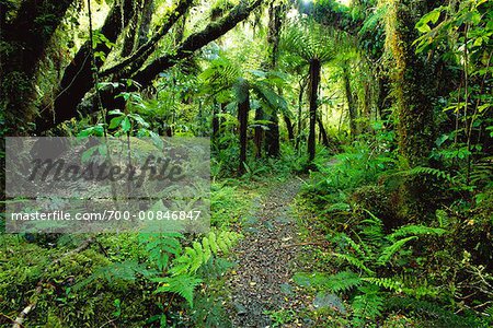 Chemin à travers la forêt tropicale, Westland National Park, Nouvelle-Zélande