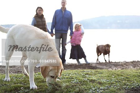Dog and Family on Beach