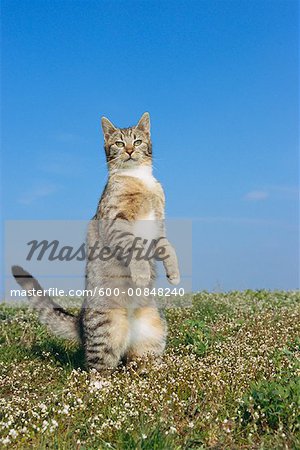 Cat Standing on Hind Legs