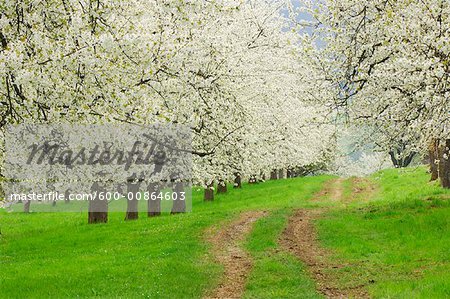 Cerisiers arbres, Bavière, Allemagne