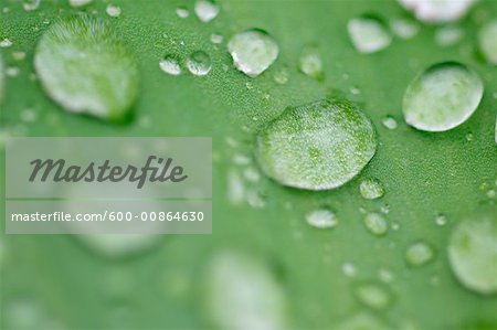 Drops of Water on Leaf