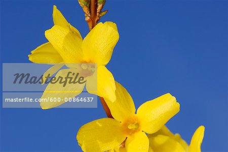 Close-Up of Forsythia Blossom