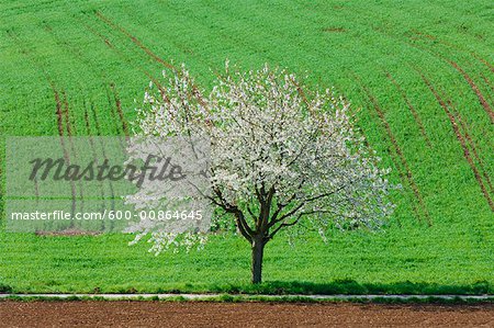 Kirsche Baum und Feld, Baden-Württemberg, Deutschland