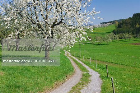Cherry Tree und Country Road, Baden-Württemberg, Deutschland