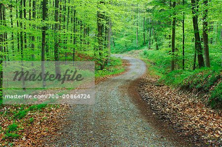 Chemin d'accès en forêt, Bavière, Allemagne