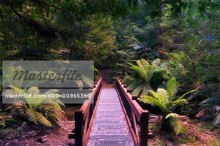 Regenwald im Yarra reicht Nationalpark, Victoria, Australien